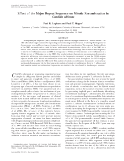 Effect of the Major Repeat Sequence on Mitotic