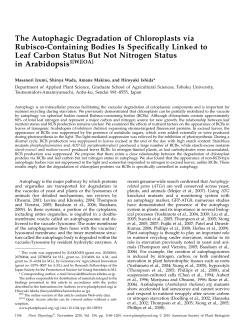 The Autophagic Degradation of Chloroplasts via