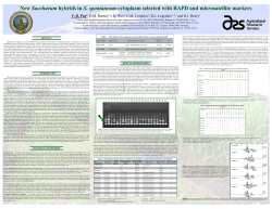 New Saccharum hybrids in S. spontaneum cytoplasm