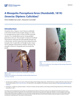 A Mosquito Psorophora ferox - EDIS