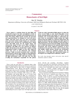 Biomechanics of bird flight
