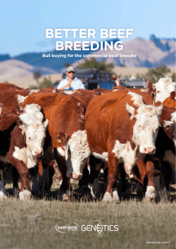 Better Beef Breeding - Beef + Lamb New Zealand