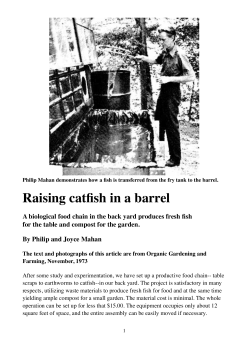 Raising catfish in a barrel