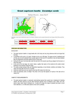 Great capricorn beetle Cerambyx cerdo