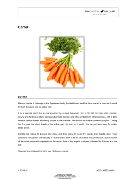 Carrot - Centerchem