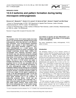 14-3-3 isoforms and pattern formation during barley microspore