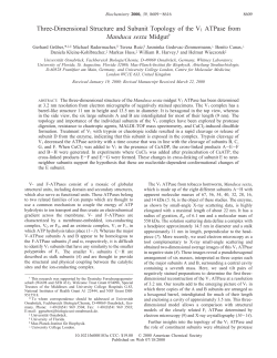Three-Dimensional Structure and Subunit Topology of the V1