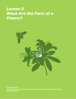 Lesson 3 What Are the Parts of a Flower?