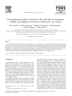 Cerato-platanin protein is located in the cell walls of ascospores