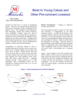 Bloat in Young Calves