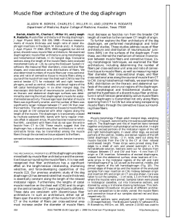 Muscle fiber architecture of the dog diaphragm