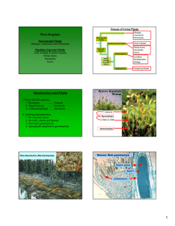Plant Kingdom Nonvascular Land Plants