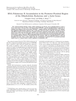RNA Polymerase II Accumulation in the Promoter