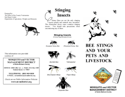 Bee Stings and Your Pets and Livestoc