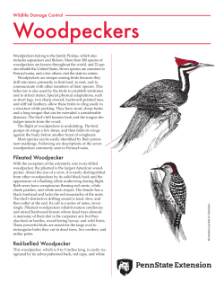 Woodpeckers - Penn State Extension