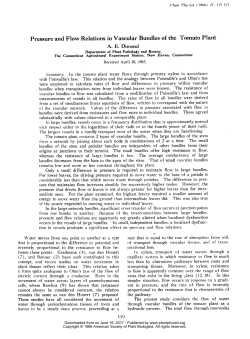 Pressure and Flow Relations in Vascular Bundles