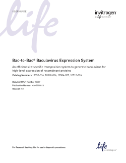 Bac-to-Bac Baculovirus Expression System