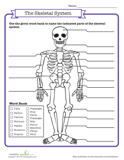 The Skeletal System