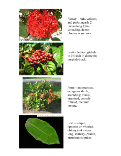 Flower &ndash; reds, yellows, and pinks, nearly 2 inches long lobes