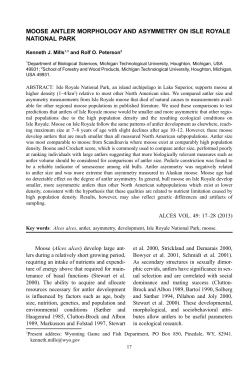 MOOSE ANTLER MORPHOLOGY AND ASYMMETRY ON ISLE