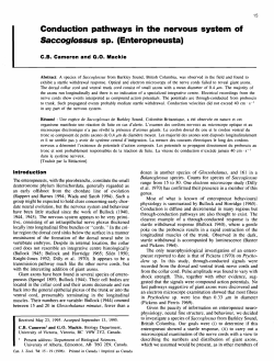 Conduction pathways in the nervous system of Saccoglossus sp