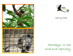 Here - Monkey Sanctuary