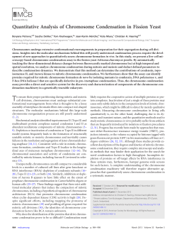 Quantitative Analysis of Chromosome Condensation