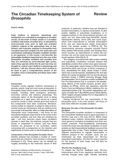 The Circadian Timekeeping System of Drosophila Review