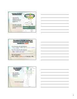 The products of the light reactions are consumed in the dark