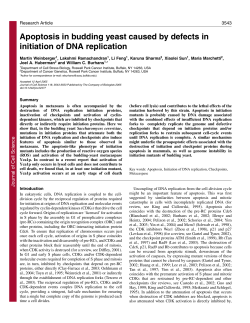 Apoptosis in budding yeast caused by defects in initiation of DNA