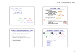 Lect 04 - Connective Tissue