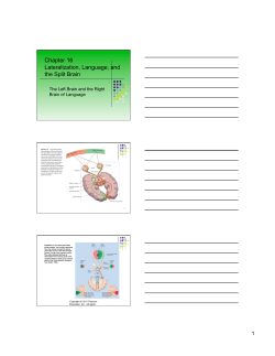 Chapter 16 Lateralization, Language, and the Split Brain