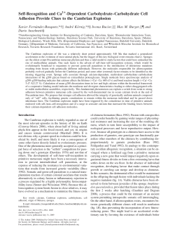 Self-Recognition and Ca -Dependent