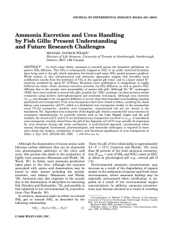 Ammonia excretion and urea handling by fish gills: present