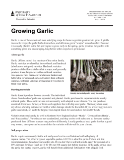 Growing Garlic - Rolling Green Nursery