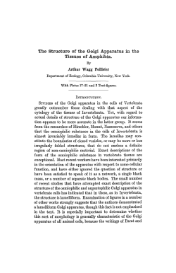 Tlie Structure of the Golgi Apparatus In the Tissues