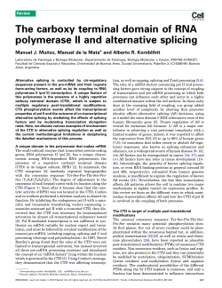 The carboxy terminal domain of RNA polymerase II and alternative