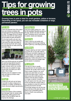 Tips for growing trees in pots