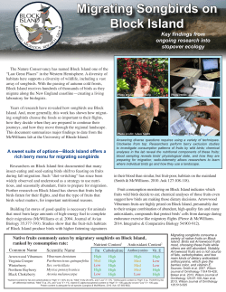 Migrating Songbirds on Block Island