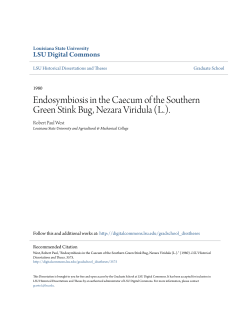 Endosymbiosis in the Caecum of the Southern Green Stink Bug