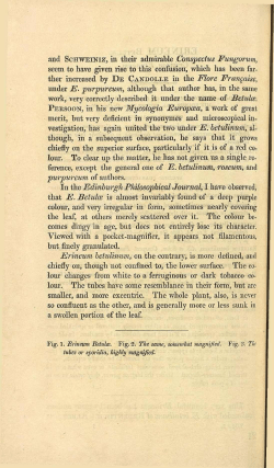 and SCHWEINIZ, in their admirable Conspectus Fungorum, seem to