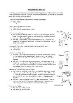 Sea spider Identifying Animals in Seaweed To identify your animal