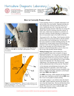 How to Correctly Prune a Tree