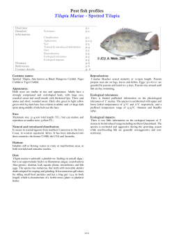 Tilapia Mariae &ndash; Spotted Tilapia