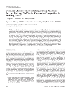 Dicentric Chromosome Stretching during Anaphase