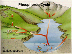 Phosphorous Cycle