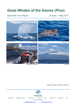 Great Whales of the Azores (Pico)