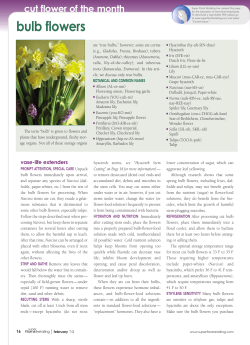 Bulf Flowers - Super Floral