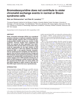 Bromodeoxyuridine does not contribute to sister chromatid
