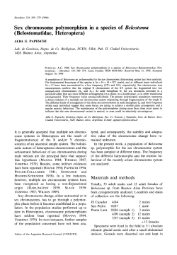 Sex Chromosome Polymorphism in a Species of Belostoma